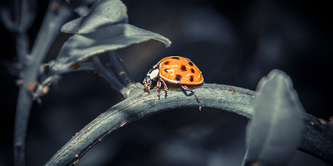 Lady bug