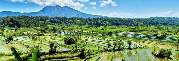 Zelfklevend Fotobehang Bali Candidasa rijstterrassen veld Indonesië panorama © Vladimir