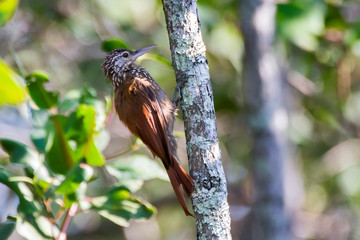 Straight billed Woodcreeper photographed  in Vitoria, Espirito Santo. Southeast of Brazil. Atlantic Forest Biome. Picture made in 2013.