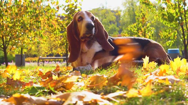 Dog Basset Hound Autumn Park Walk