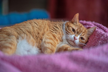 Red domestic cat lies in a box on a blanket.