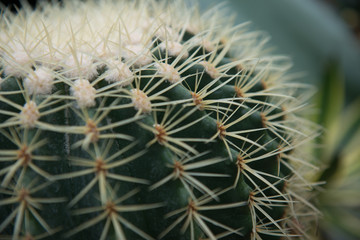 close up of a cactus