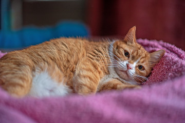 Red domestic cat lies in a box on a blanket.
