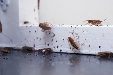 A lot of cockroaches are sitting on a white wooden shelf.The German cockroach (Blattella germanica). Common household cockroaches - obrazy, fototapety, plakaty