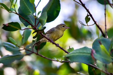 Female Bicolored Conebill photographed  in Vitoria, Espirito Santo. Southeast of Brazil. Atlantic Forest Biome. Picture made in 2013.