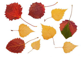 Asp and birch leaves on white background, isolated