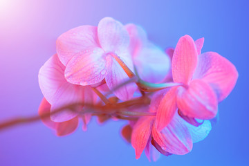 delicate pink Orchid with dew drops close-up on light blue background