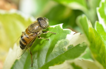 Band-Eyed Drone Fly on Leaf - Rwanda