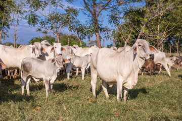 Naklejka na ściany i meble Meadow with grazing cows and calves in Panama