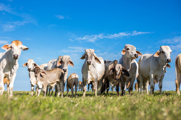 Herd of calves at summer green field in Panama