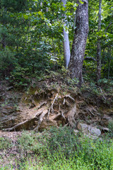 tall trees growing up through a dense forest