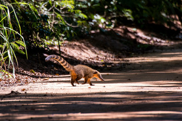 South American coati, or ring tailed coati photographed in Linhares, Espirito Santo. Southeast of Brazil. Atlantic Forest Biome. Picture made in 2013.