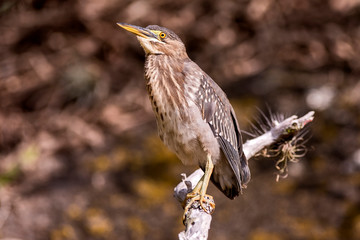 Fly up the creek photographed in Linhares, Espirito Santo. Southeast of Brazil. Atlantic Forest...