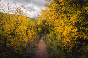 A trail covered in fall foliage in Vail, Colorado. 