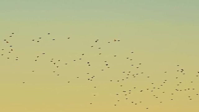 Birds flying high in team on a beautiful summer day in slow motion, wait for a minute, because one bird flying faster after them, ideal background for motion design