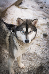 Siberian husky with heterochromia on snow background