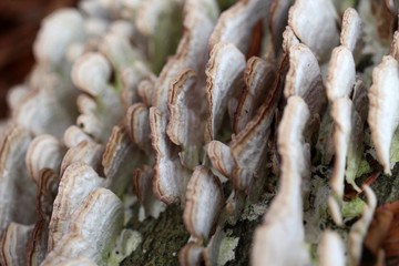 hub on tree in close up in autumn