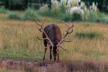 a big deer in the roar of the forest, in cantabria