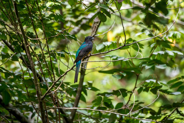 White tailed Trogon photographed in Linhares, Espirito Santo. Southeast of Brazil. Atlantic Forest Biome. Picture made in 2013.