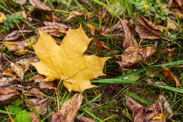Yellow maple leaf on the ground near brown dry leaves. Autumn nature concept.