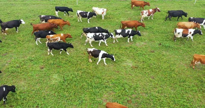 Aerial view of cows herd grazing on pasture field, top view drone pov , in grass field these cows are usually used for dairy production.