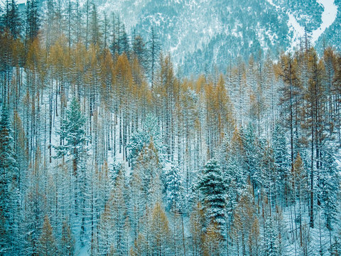 grunge background forest