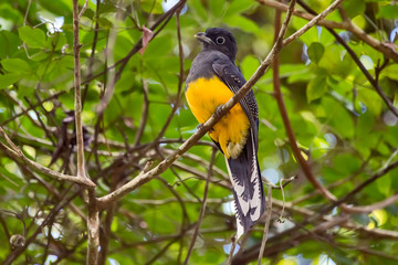 White tailed Trogon female photographed in Linhares, Espirito Santo. Southeast of Brazil. Atlantic Forest Biome. Picture made in 2013.