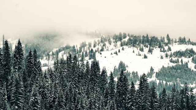 Amazing winter landscape with moving windy clouds and pine trees.