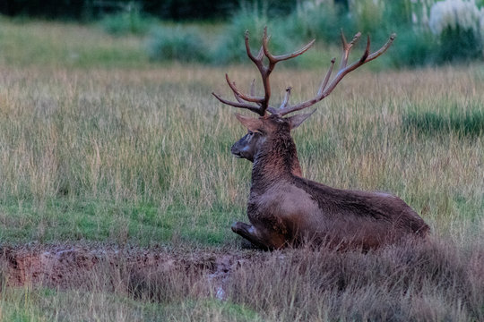 a big deer in the roar of the forest, in cantabria