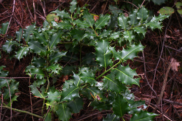 holly plant in a forest in september.