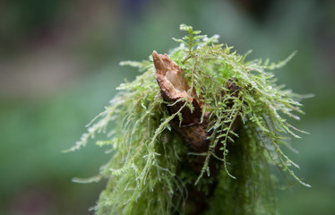 Moss in the forest