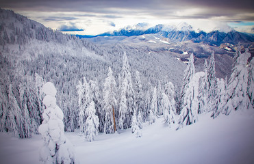 magical winter landscape with snowy firs in the mountains