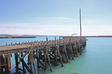 Pier with birds at the sea coast in oamaru, new zealand