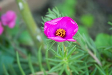 flower in the garden