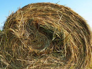 haystack in the field closeup