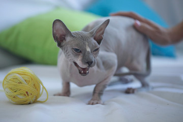 portrait of sphinx hairless cat