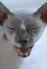 portrait of sphinx hairless cat