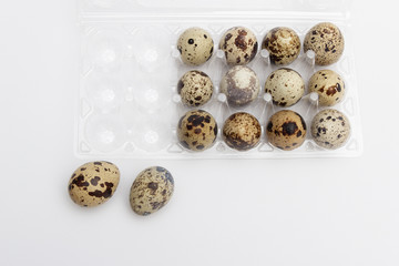 Quail eggs in plastic holder on white background.