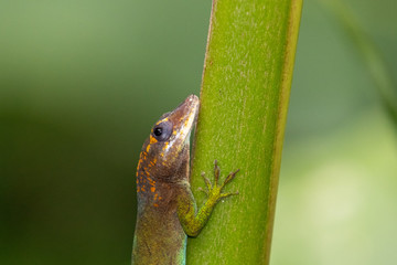 Green lizard on tropical plant in rainforest