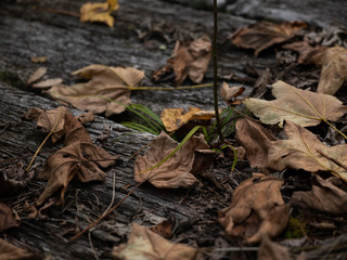 autumn fallen colorful leaves of trees