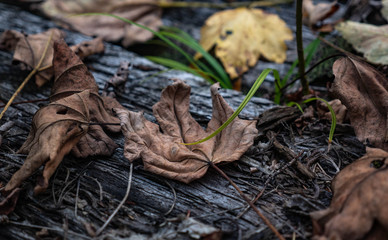 autumn fallen colorful leaves of trees