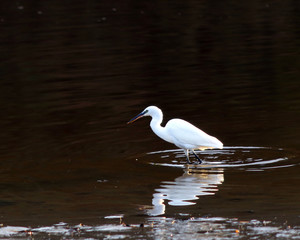 Fototapeta na wymiar Little Egret fishing on a river