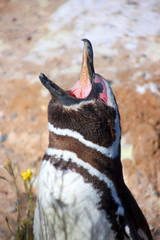 Magellan Pinguin auf Halbinsel Valdes in Patagonien gähnt