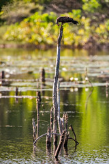 Snail kite photographed in Linhares, Espirito Santo. Southeast of Brazil. Atlantic Forest Biome. Picture made in 2013.