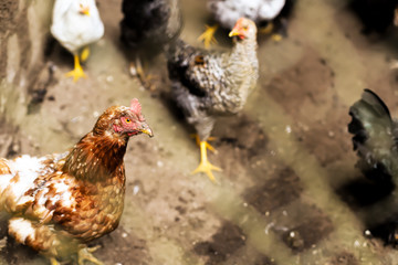 village birds-chicken, view through the fence-mesh