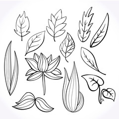 Set of hand-drawn doodle floral elements. Doodle botanical elements.Vector graphics. - 293669748
