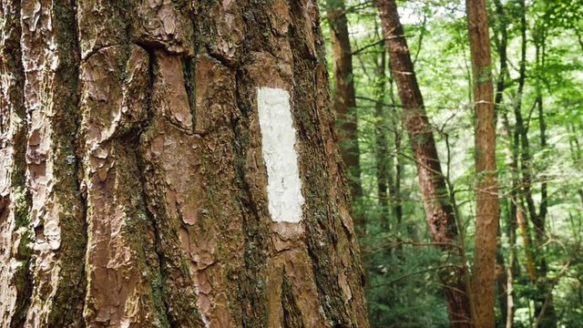 White blaze on a tree trunk marks a hiking path on the Appalachian trail. Painted sign marker on tree bark denotes which route outdoor enthusiasts and hikers should take to avoid getting lost.
