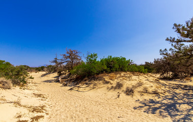 picturesque savannah with golden sand and green bushes, desert landscape