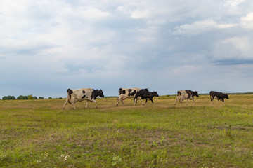 A herd of cows returns in the evening to the farm, across the field
