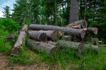 Fototapeta na wymiar Diverse people enjoy spiritual gathering Felled trees are seen in a dense forest. Chopped down timber trunks used for fuel and shelter building in rural area, with copy-space.